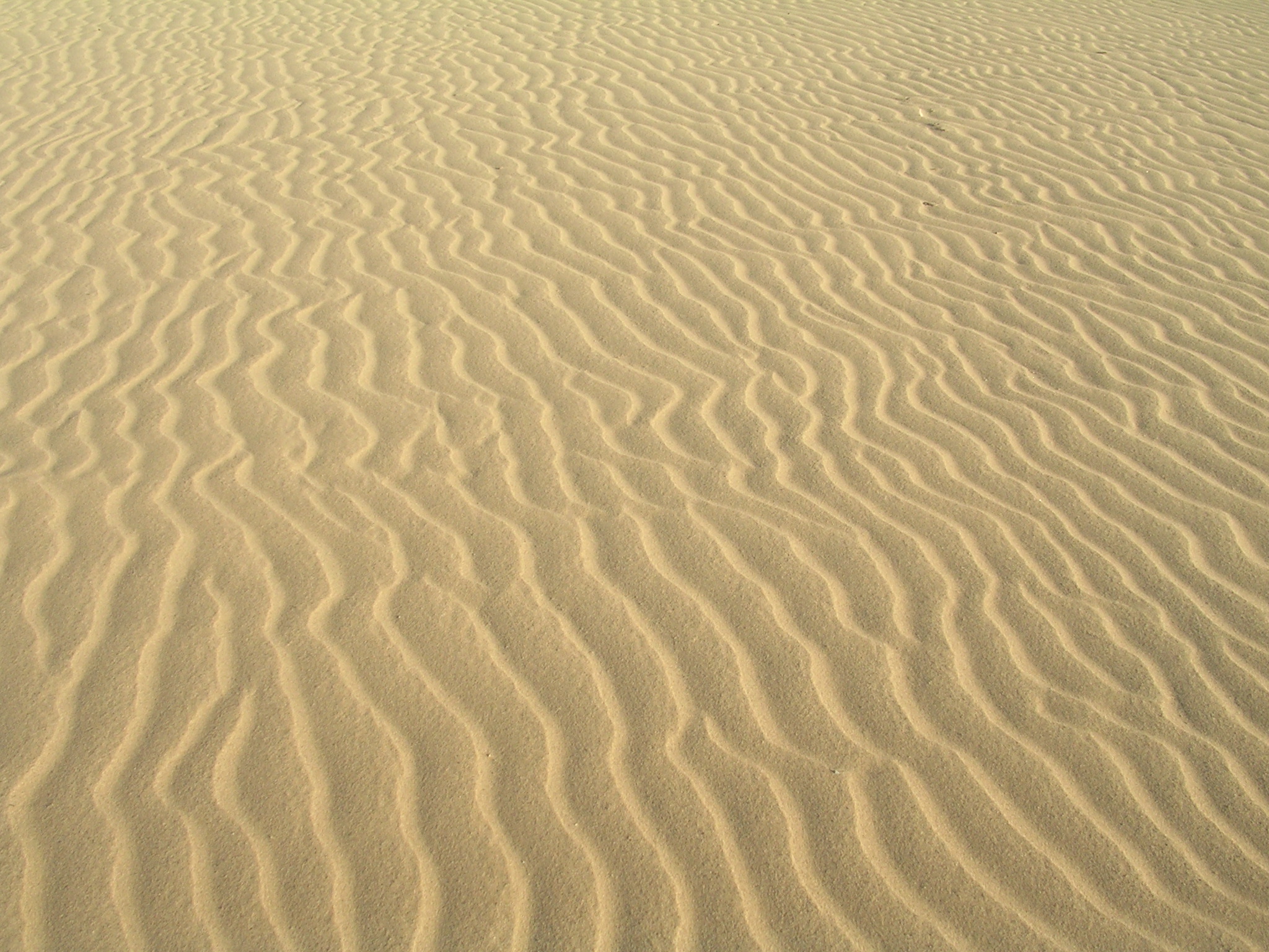 鳥取砂丘の風物詩・風が造りだす微地形「風紋」 とっとり観光ガイドセンター